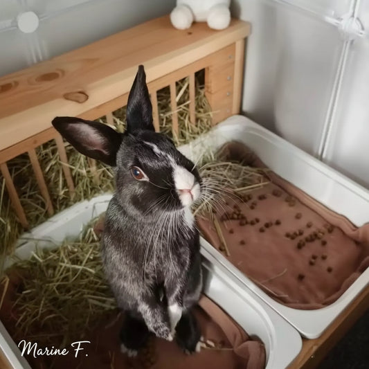 Lapin noir et blanc debout dans son enclos à côté de son bac et de son tapis de litière sur-mesure