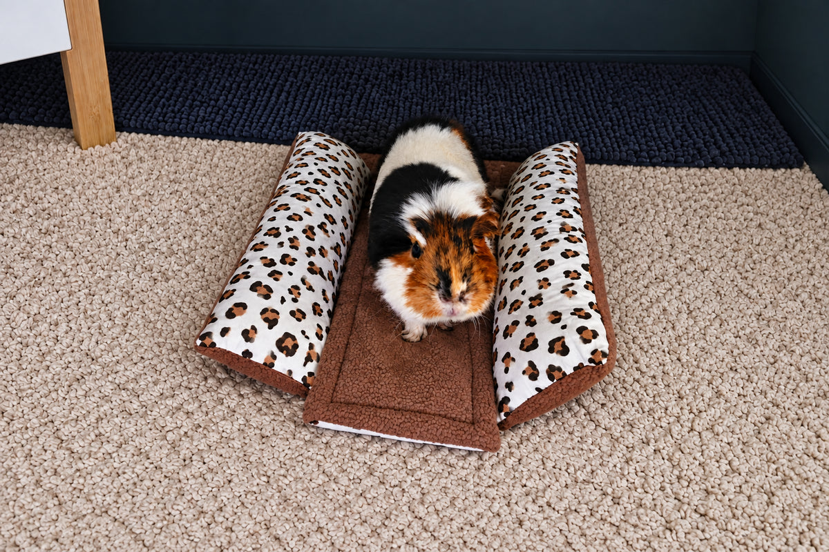 Un adorable cochon d'Inde tricolore (blanc, noir et roux) se tient debout sur un petit coussin douillet marron, encadré par deux coussinets latéraux à motif léopard et blanc, posé sur un tapis beige.