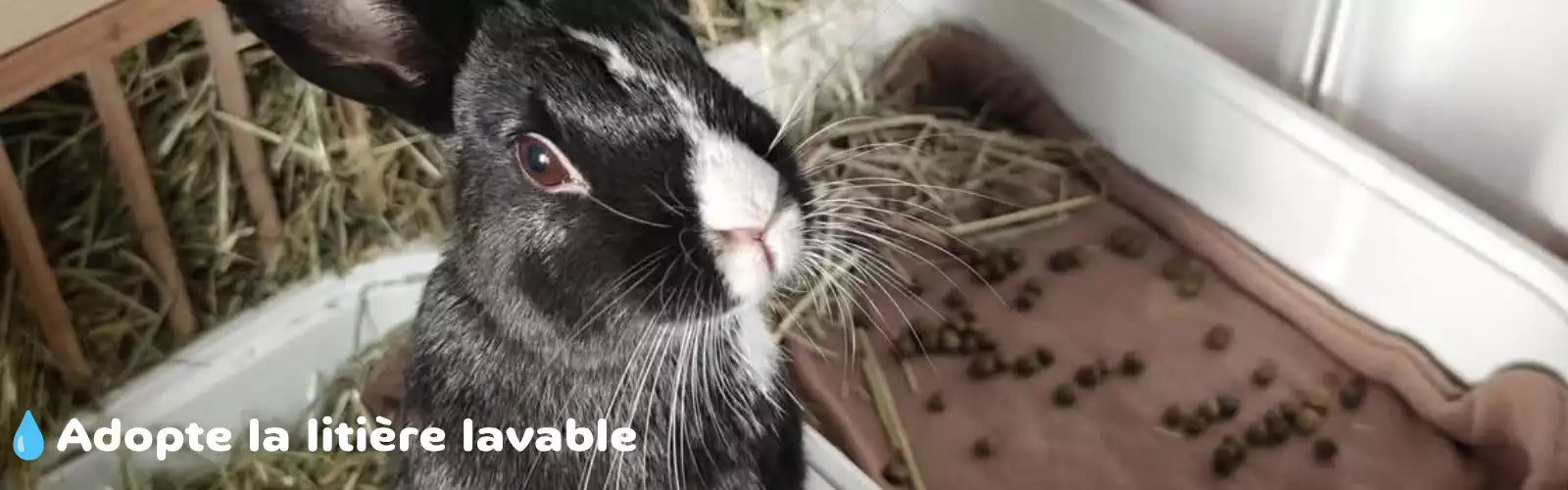 Lapin sur une litière lavable douce pour prévenir la pododermatite