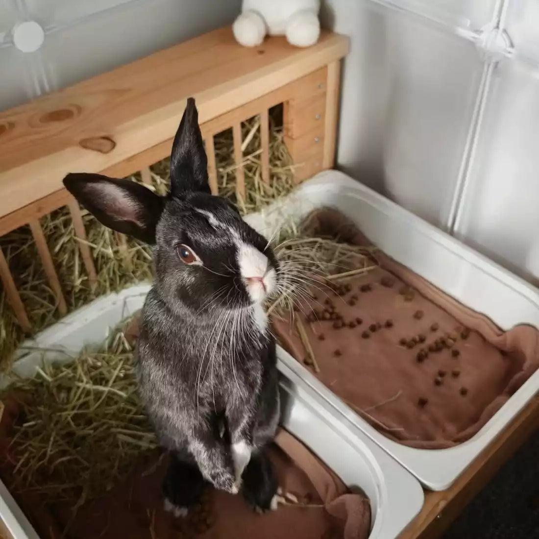 Lapin noir et blanc debout dans son enclos à côté de son bac et de son tapis de litière sur-mesure
