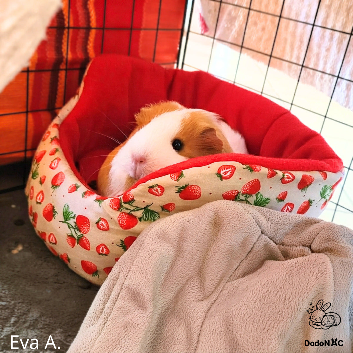 Un cochon d'Inde roux et blanc confortablement installé dans un lit douillet à motifs de fraises.