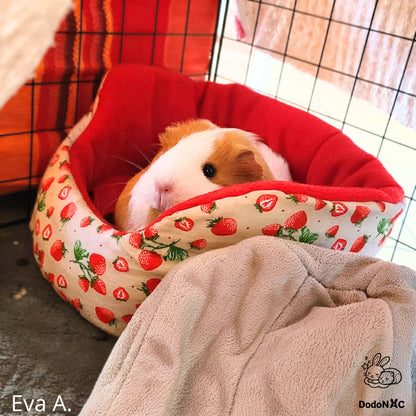 Un cochon d'Inde roux et blanc confortablement installé dans un lit douillet à motifs de fraises.