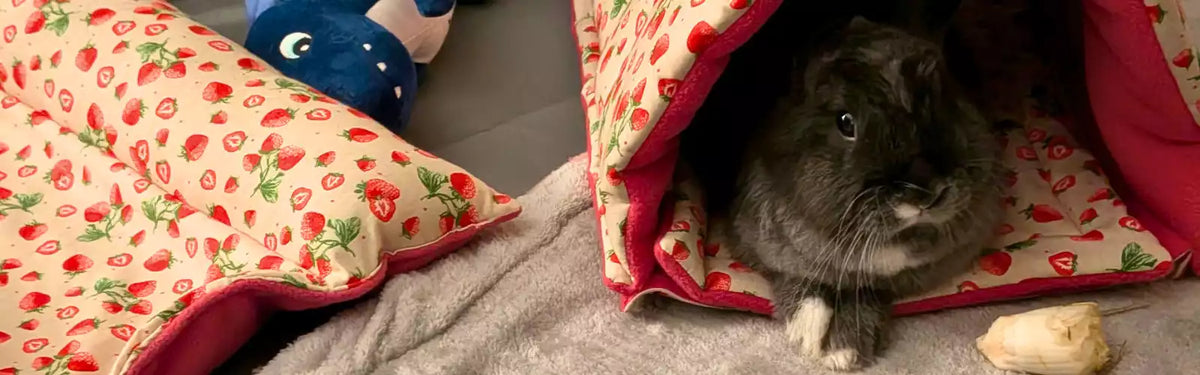 Accessoires de confort pour lapin DodoNAC incluant un dodo tunnel et un lit Snugabun assorti