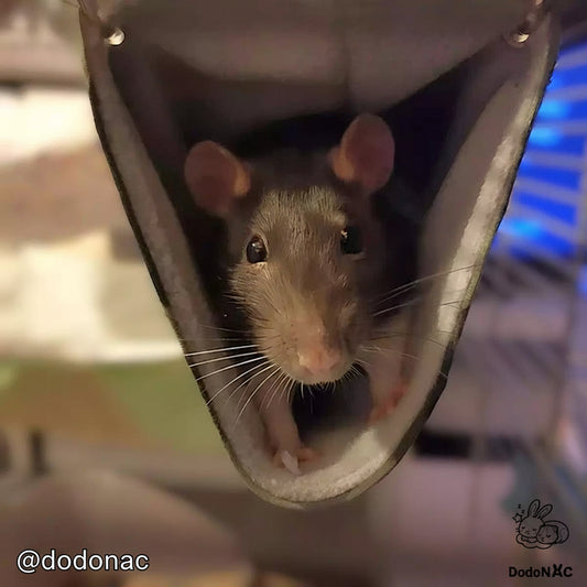 rat de son hamac tunnel pour rongeurs taille M dodoNAC fait main et personnalisable
