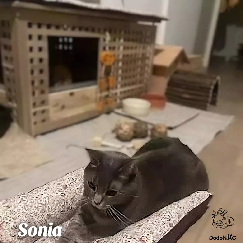photo client d'un snugabun dodonac avec un chat allongé dessus